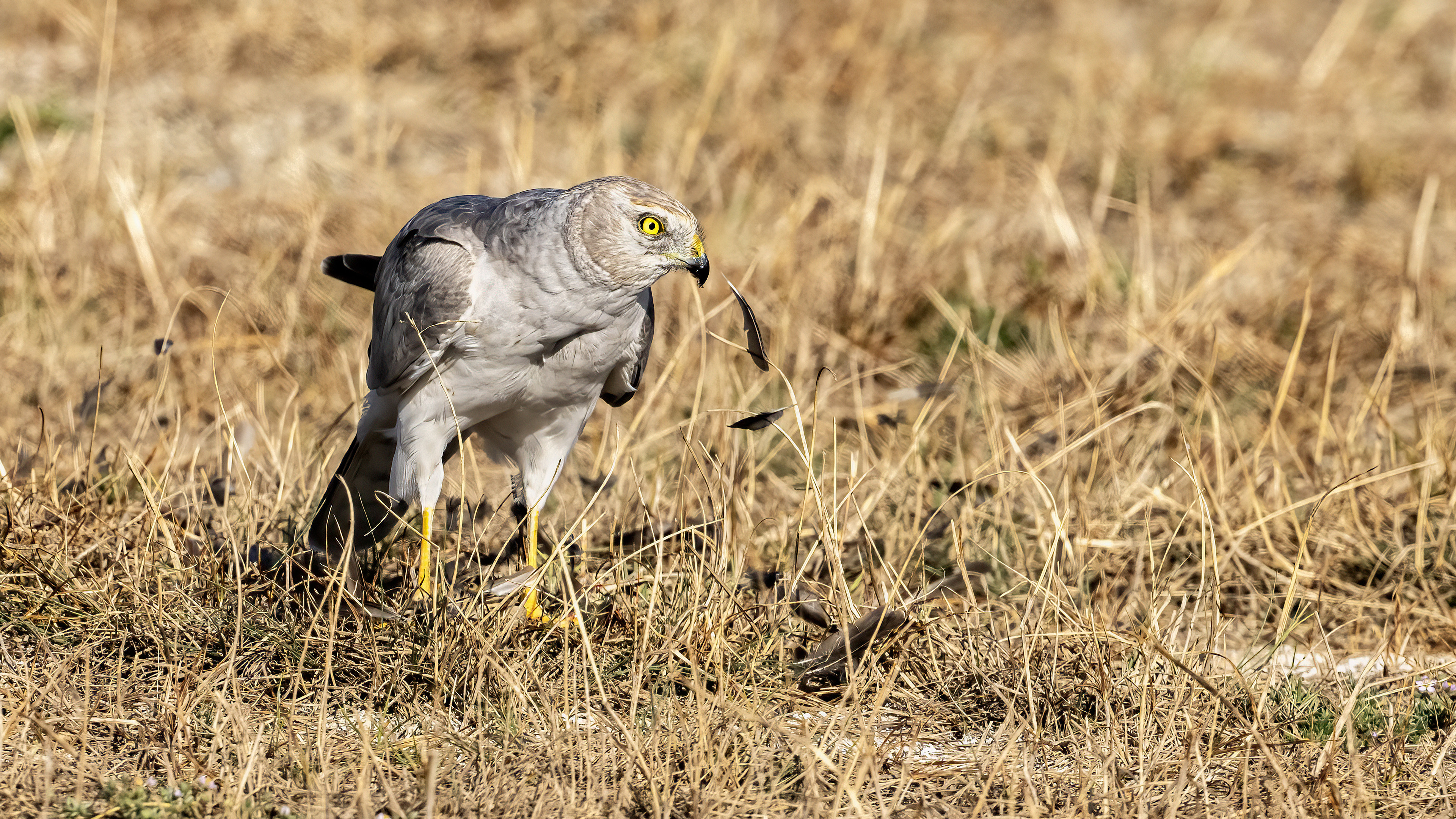 Pallid Harrier — Ana fotoğraf